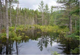 Bosques de Nueva INGLATerra con un Fondo Fotográfico de Estanque PU1