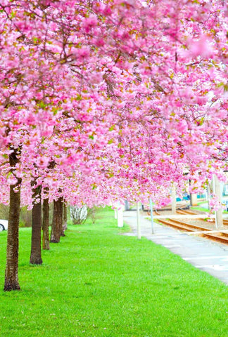 Pink Spring Flowers Green Grass Photography Backdrops CM-MR-0018-E