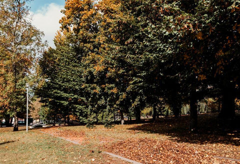 Autumn Yellow Fallen Leaves Park Tree Photography Backdrop D346