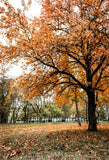 Autumn Forest Yellow Leaves Photography Backdrop D348