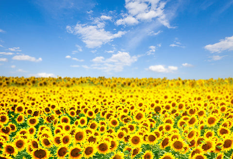 Sunflower Field Summer Photography Backdrop