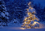 Fondo de fotografía de invierno con abeto cubierto de nieve D977