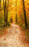 Autumn Backdrop Forest Landscape Yelllow Leaves Road for Photography F-169