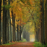 Autumn Forest Path Fallen Leaves Backdrop for Photo Studio F-181