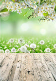 White Flowers Dandelion Nature Scenery Photography Backdrop F-2359