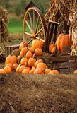 Road Backdrops Autumn Backdrops Pumpkin Background G-027