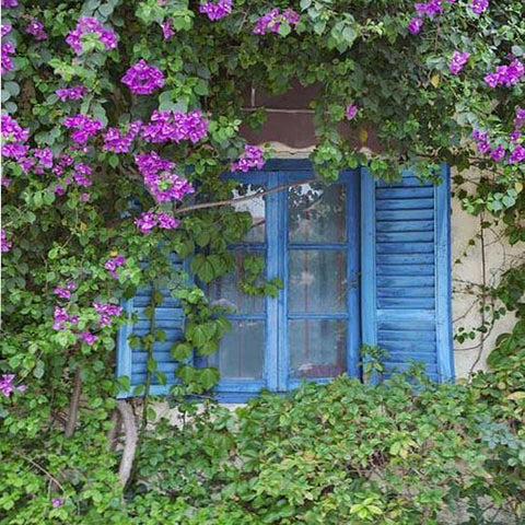 Blue Window Flowers Green Leaves Photo Backdrop  G-250