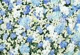 Patterned Backdrops Flower Backdrop Spring Backgrounds G-607