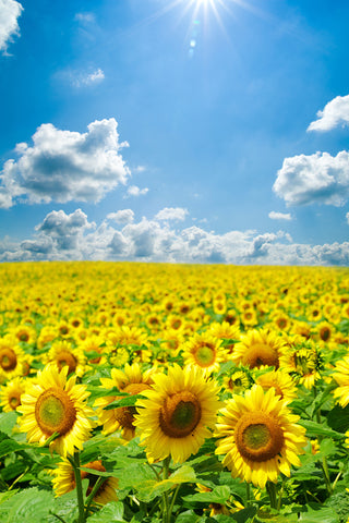 Girasol Nubes Blancas Cielo Azul Telón de Fondo para Fotografía GA-49