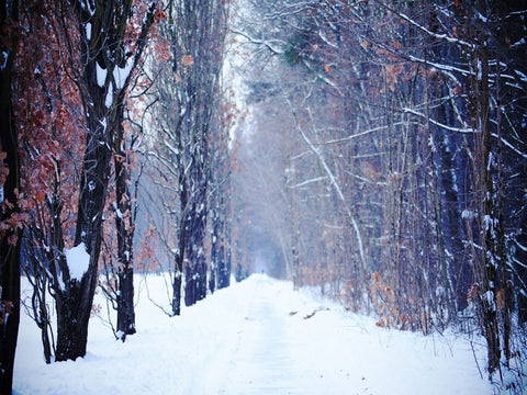 Season Backdrops Winter Photography Backdrop Snowy Background HJ02951