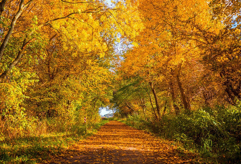 Scenic Backdrops Trees Woodland Backdrops Yellow Backgrounds