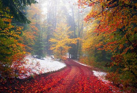 Scenic Backdrops Trees Woodland Backdrops Red Leaf Backgrounds