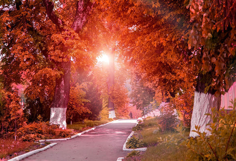 Autumn Red Yellow Leaves Forest Tree Road Photo Backdrop HJ03456