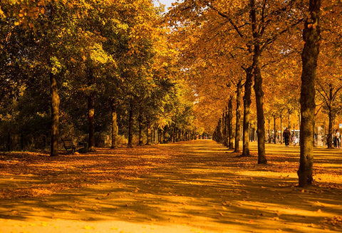 Scenic Backdrops Trees Parks Woodland Backdrops Leaf Background