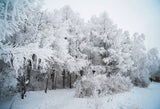 Season Backdrops Winter Backdrops Snowy Backgrounds