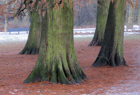 Season Backdrops Autumn Backdrops Tree Backgrounds