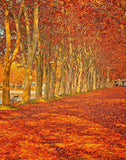 Autumn Golden Yelllow Leaves Tree Backdrop for Photo Studio DBD-19363