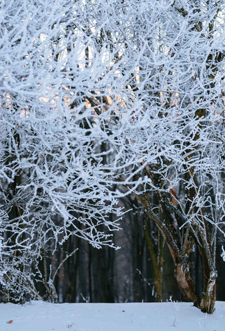 Season Backdrops Winter Backdrops Snowy Backgrounds