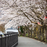 Cherry Blossom Path Spring Backdrops for Photo Shoot J05487