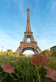 Paris Landmarks Eiffel Tower Green Grass Backdrop for Photography J05490