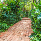 Garden Path Green Bushes Backdrops for Photography J05493