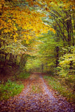 Autumn Yelllow Leaves Forest Landscape Road Backdrop for Photo Studio MR-2136