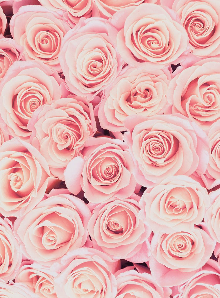 Pink Roses Background Love Backdrops for Valentine's Day IBD-19269