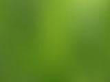 Green Shade Abstract Gradient Texture Photography Backdro