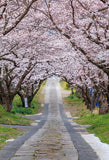  Pink Flowers Tree Road Photo Studio Backdrop S-3135