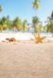 Beach Starfish Summer Holiday Photo Backdrop S-3207