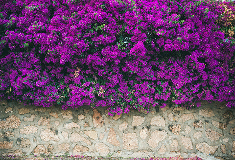 Fondo de Flores Florecientes Púrpuras de la pared de Piedra SH-1006