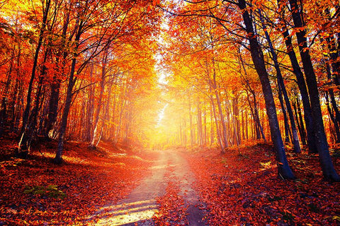 Red Fall Leaves Trees Photography Backdrop