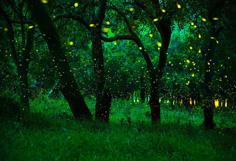 Firefly Mystic Tree Forest Photo Booth Backdrop