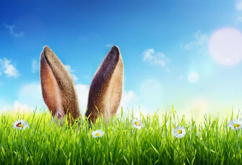 Easter Bunny Green Grass Photo Studio Backdrop SH087