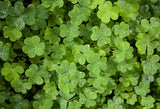 Saint Patrick's Day Green Leaves Photo Backdrop SH167