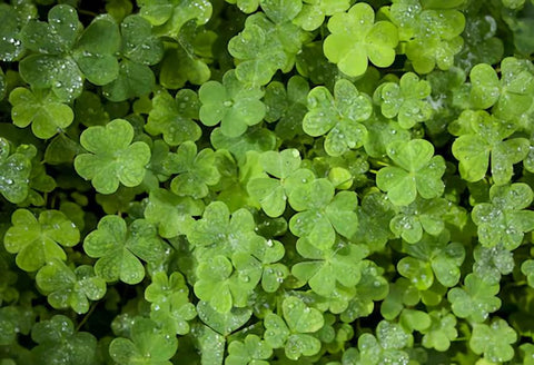 Saint Patrick's Day Green Leaves Photo Backdrop SH167