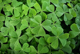 St. Patrick's Day Green Backdrop for Photo Studio SH187