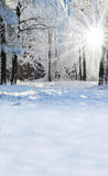 Nieve de Invierno Bosque Sol Telón de Fondo para Fotografía ST-510