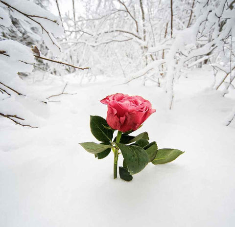 Season Backdrops Winter Flower Backdrops Snow Background YY00276-E