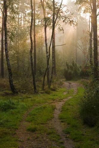 Sunlight Lawn Path Autumn Forest Scene Backdrop for Photography KAT-149