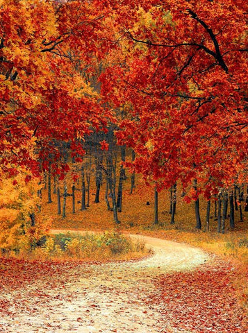 Golden Maple Leaves Autumn Scenery Backdrop for Photography