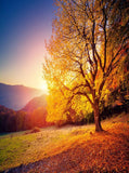 Autumn Yellow Leaves Sunrise Photography Backdrop for Studio