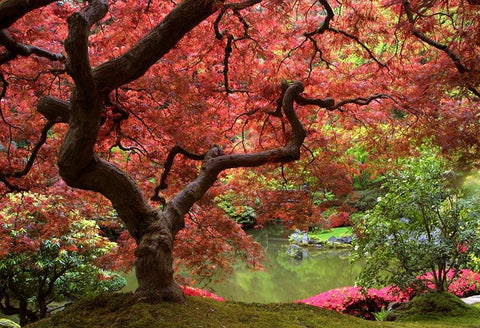 Fondo De Paisaje De Otoño De Lago De Árbol De Arce Para Estudio Fotográfico lv-1454