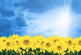 Sunflower Blue Sky Sunshine Backdrop for Photography Studio