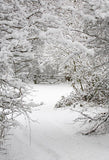 Nieve de Invierno Bosque Telón de Fondo para Fotografía LV-894